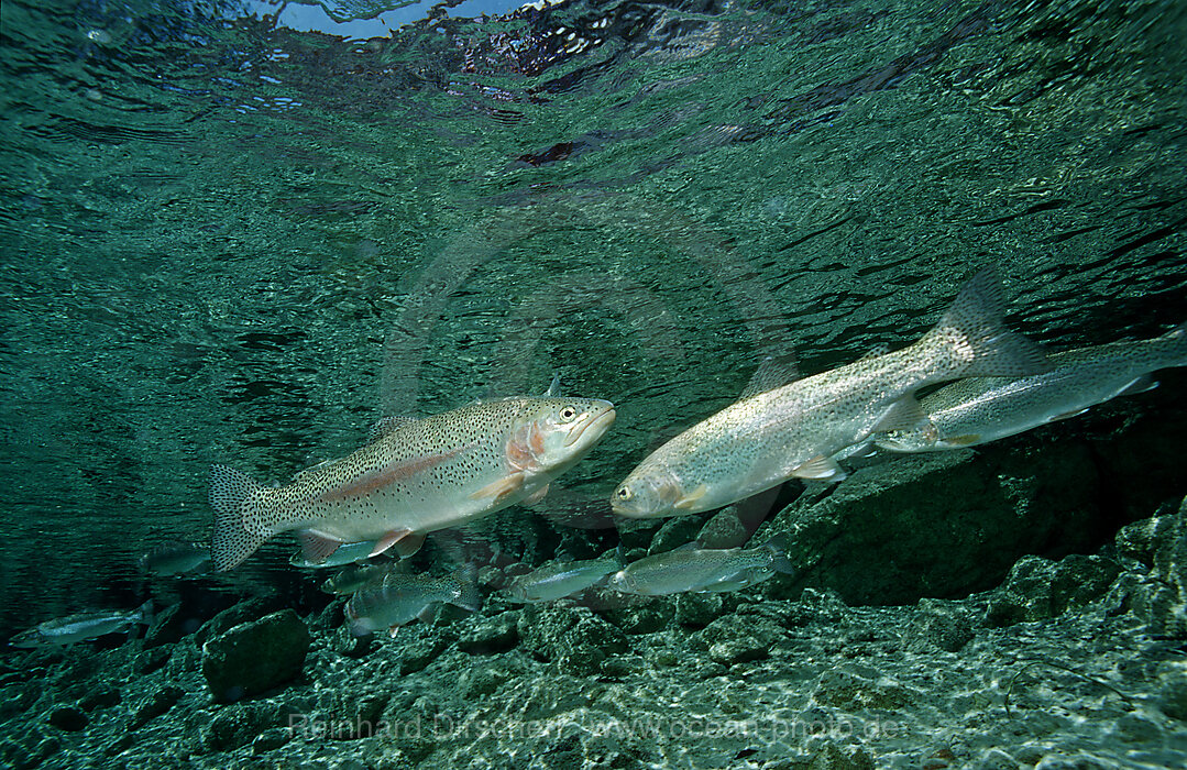 Regenbogenforelle, Oncorhynchus mykiss, Bayern, Deutschland