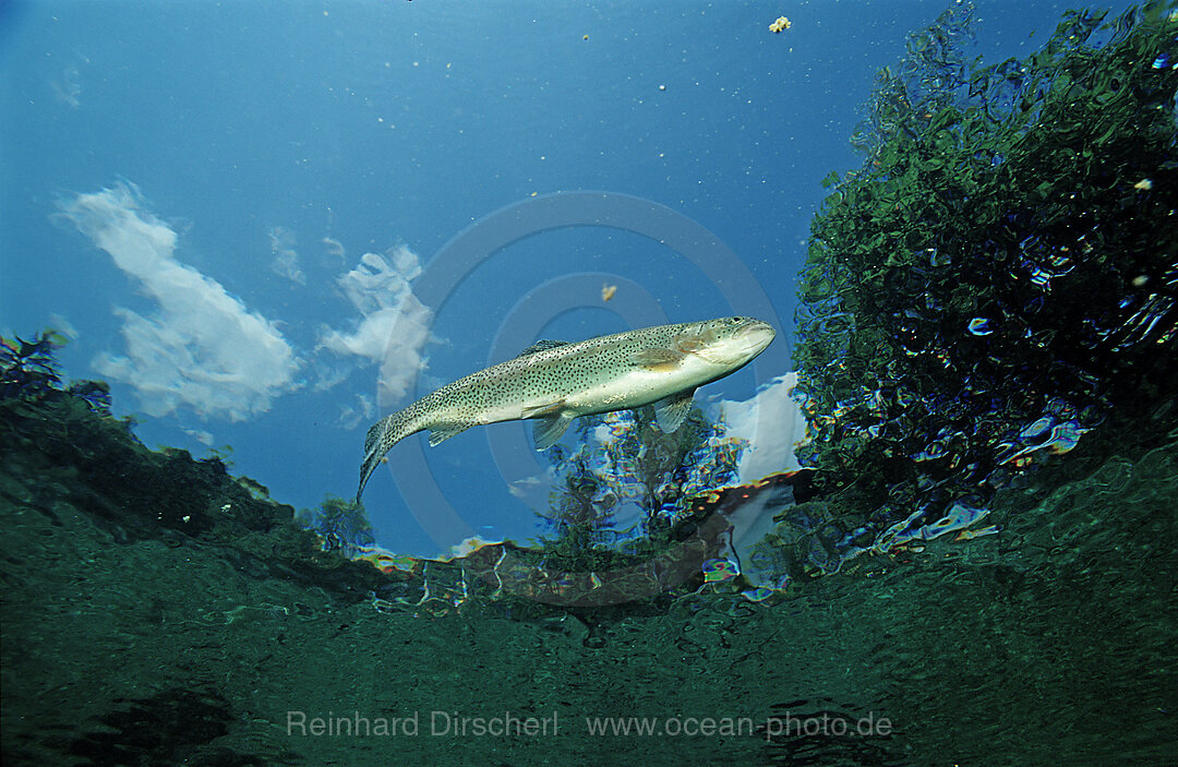 rainbow trout