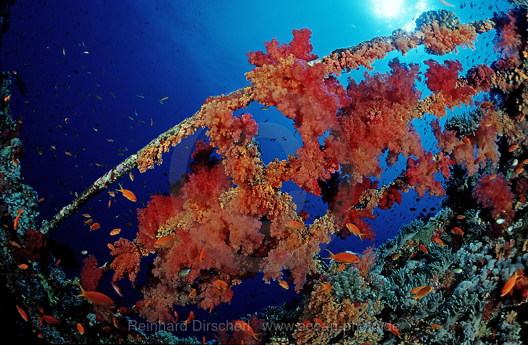 Wreck diving Numibia