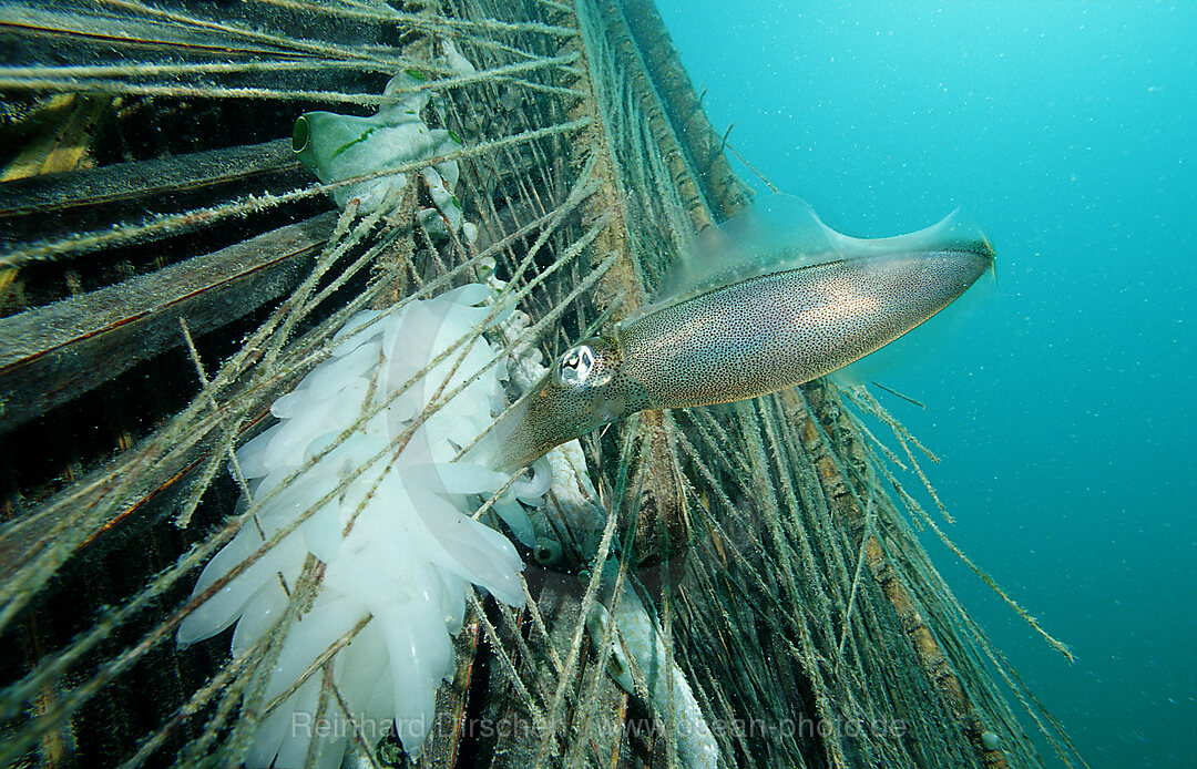 Suedlicher Riffkalmar bei der Eiablage, Sepiotheuthis australis, Pazifik, Borneo, Mabul, Malaysia