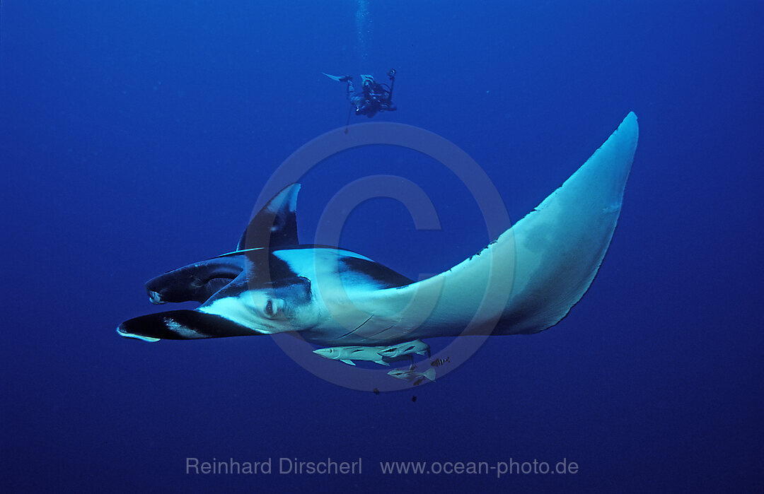 Mantarochen und Taucher, Manta birostris, Rotes Meer, Brother Islands, gypten, Aegypten