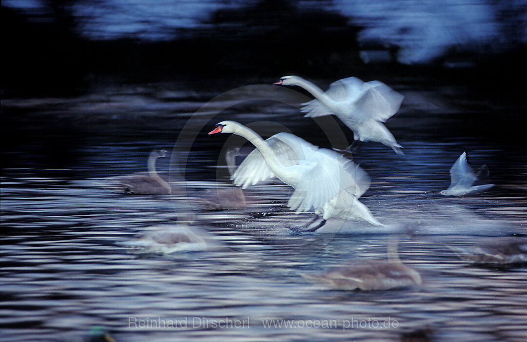 MUTE SWAN LANDING ON WATER