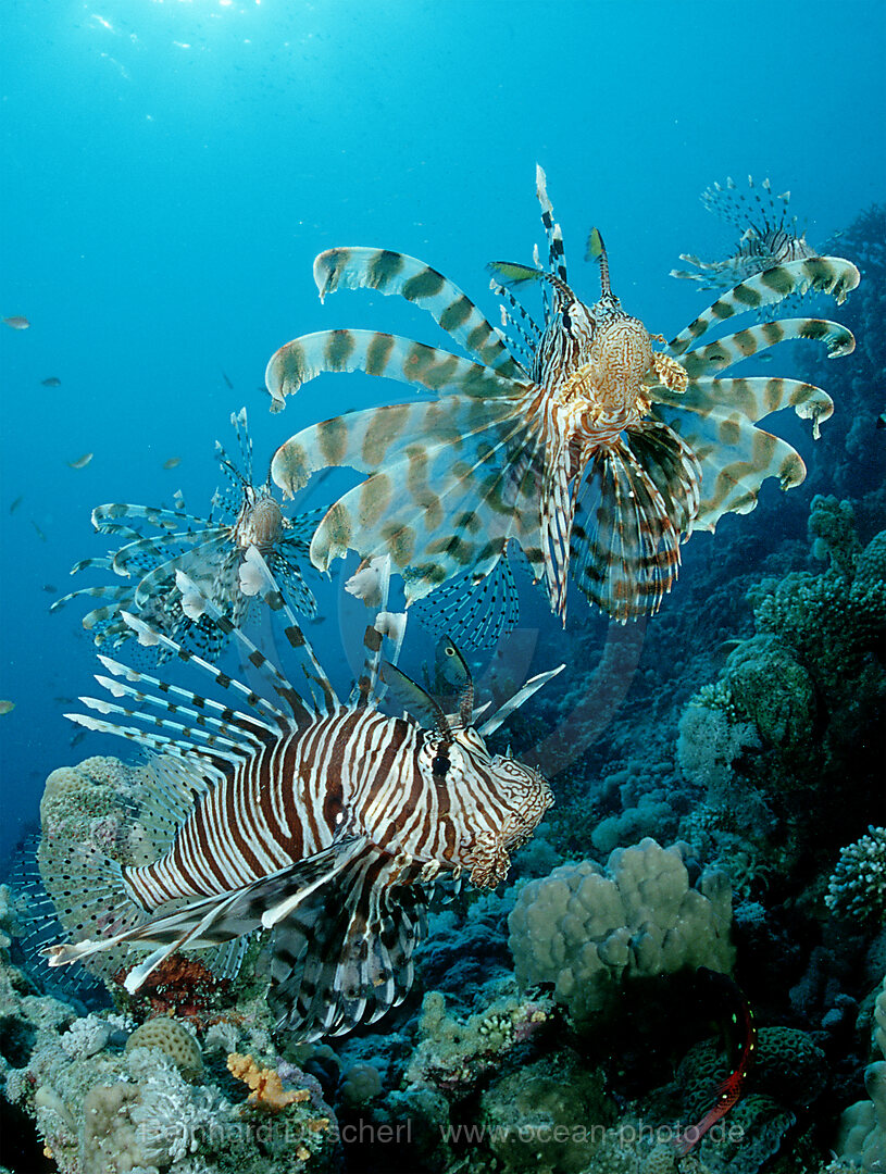 lionfish, turkeyfish