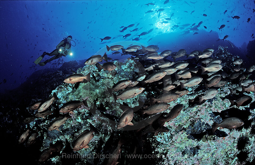 Schnapper und Taucher, Lutjanus sp., Cocos Insel, Suedamerika, Mittelamerika, Costa Rica