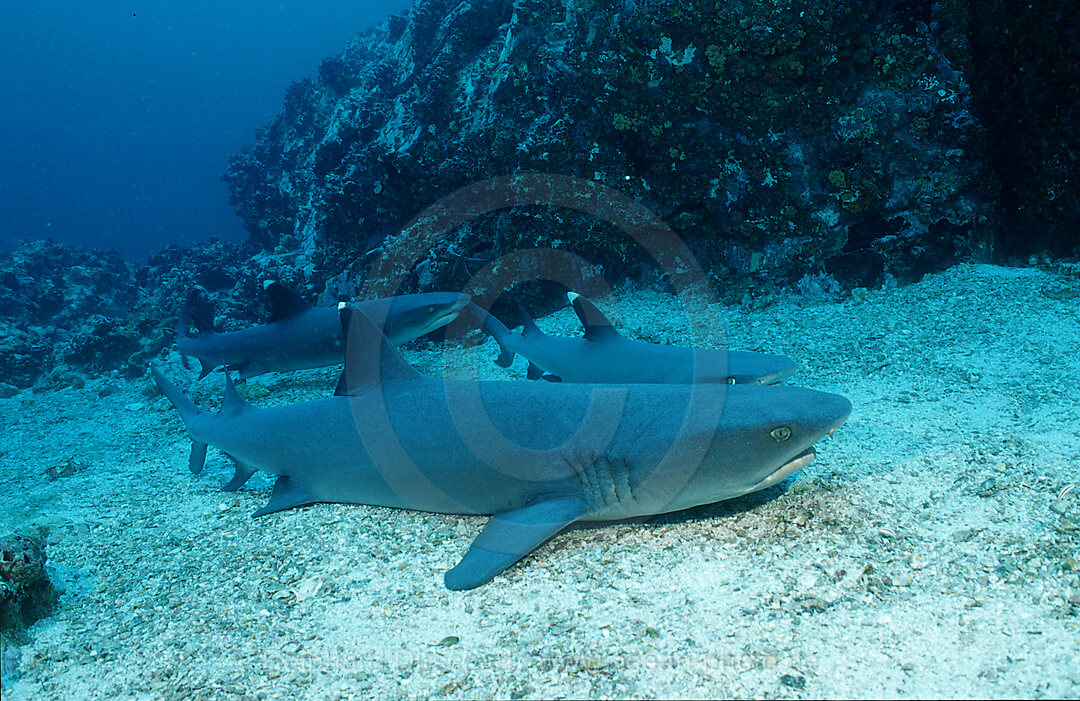 Ruhende Weissspitzenriffhaie, Triaenodon obesus, Cocos Insel, Suedamerika, Mittelamerika, Costa Rica