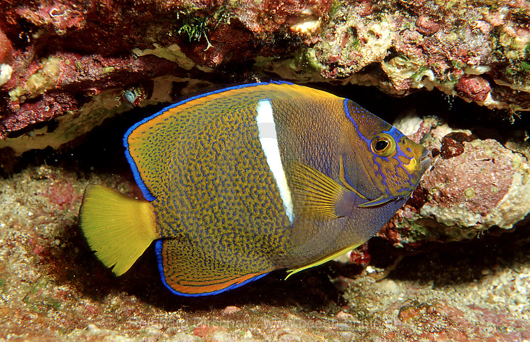 Junger Galapagos Kaiserfisch, Kaiser von Mexiko, Holocanthus passer, Cocos Insel, Suedamerika, Mittelamerika, Costa Rica