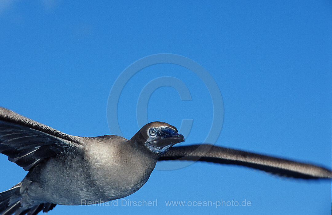 Blaufusstoelpel, Sula nebouxii, Galpagos, Galapagos, Island, Ecuador, Sdamerika, Suedamerica