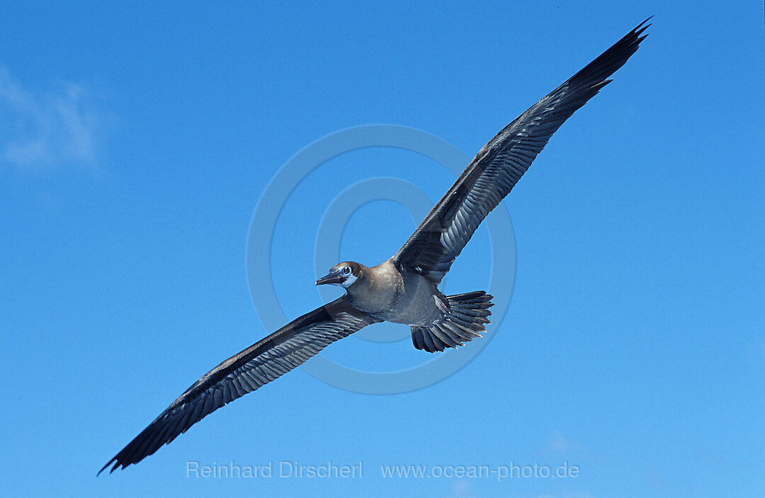 Blue-footed Booby