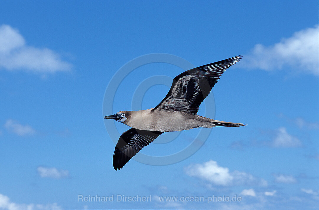 Blue-footed Booby