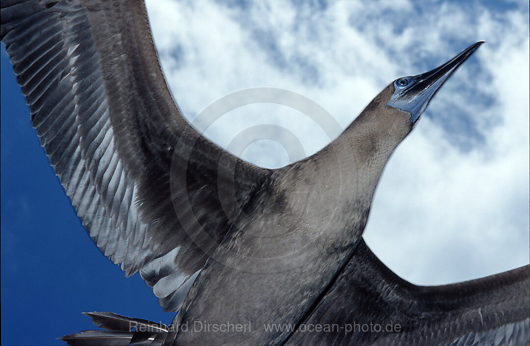 Blue-footed Booby