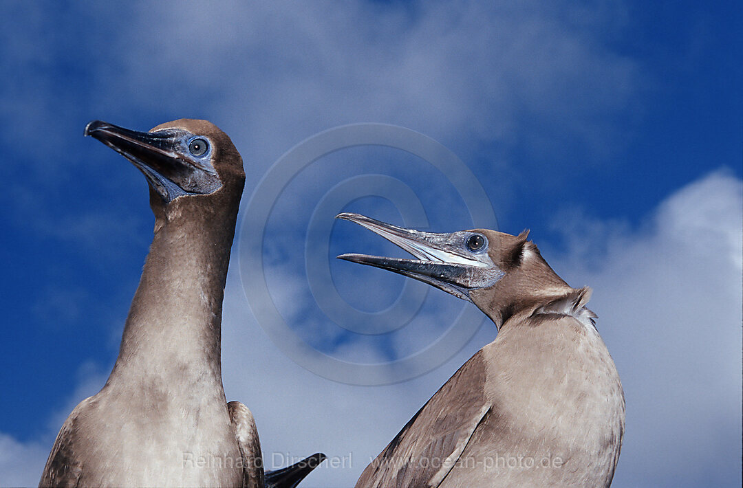 Blue-footed Booby, Sula nebouxii, Galpagos, Galapagos, Island, South america