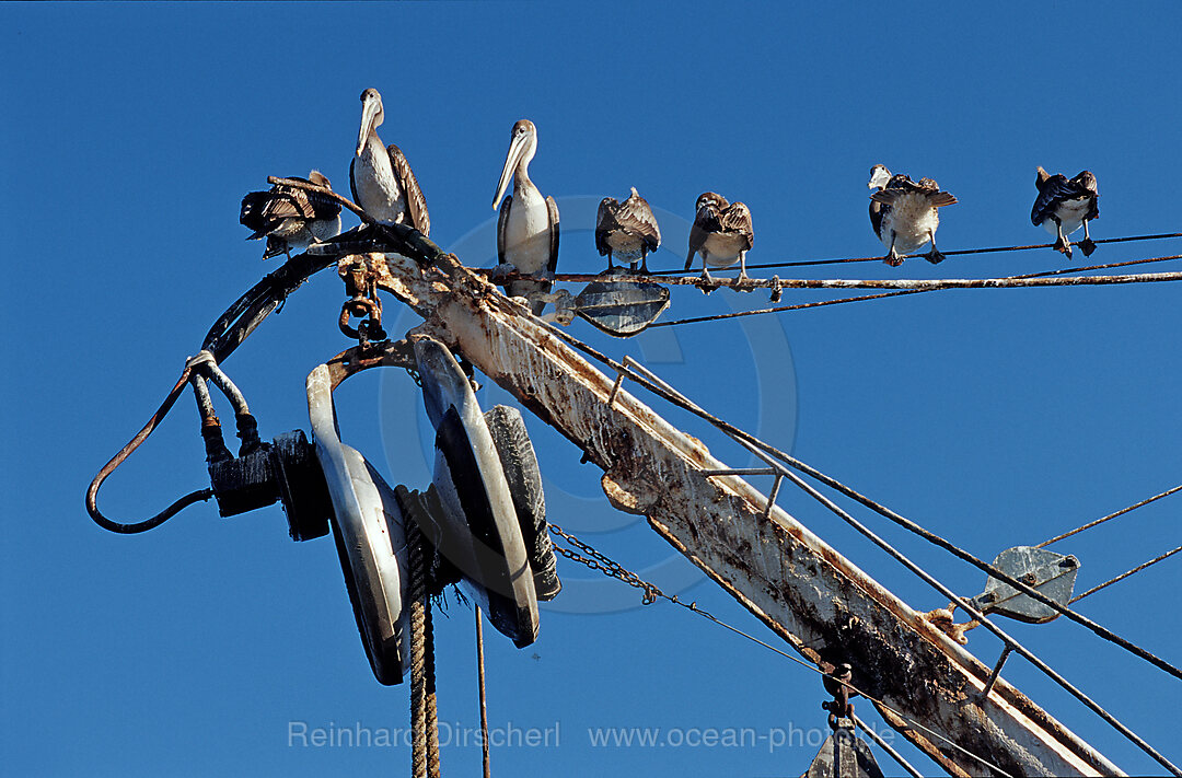 Pelican, Pelicans sitting of fishing boat