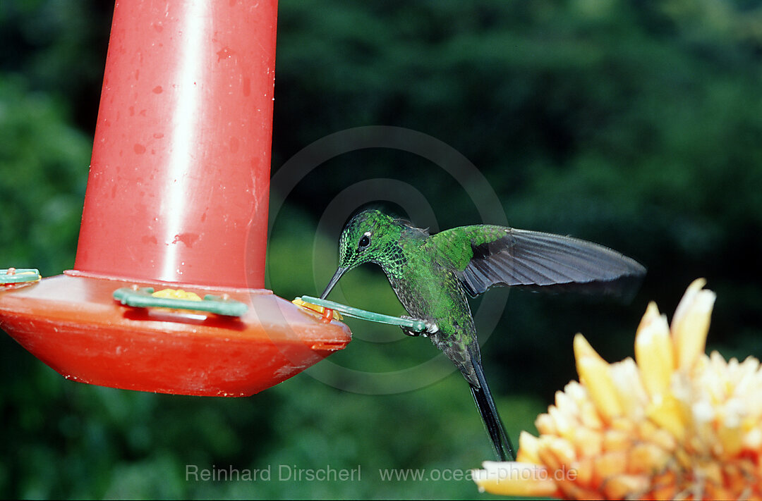 HUMMINGBIRD, Coppery headed Emerald