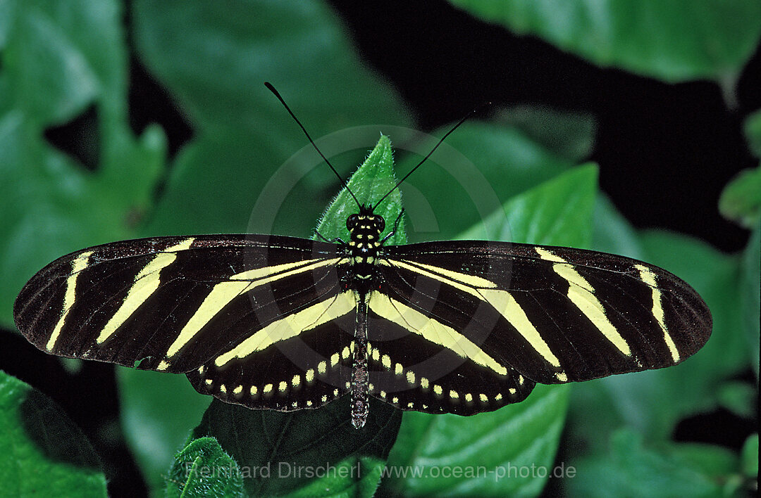 Passionsblumenfalter, giftiger Schmetterling, Heliconius charithonia, La Paz Waterfall Gardens, Peace Lodge, Costa Rica, Sdamerika