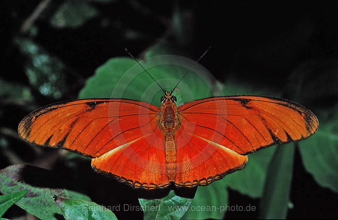 Julia Butterfly
