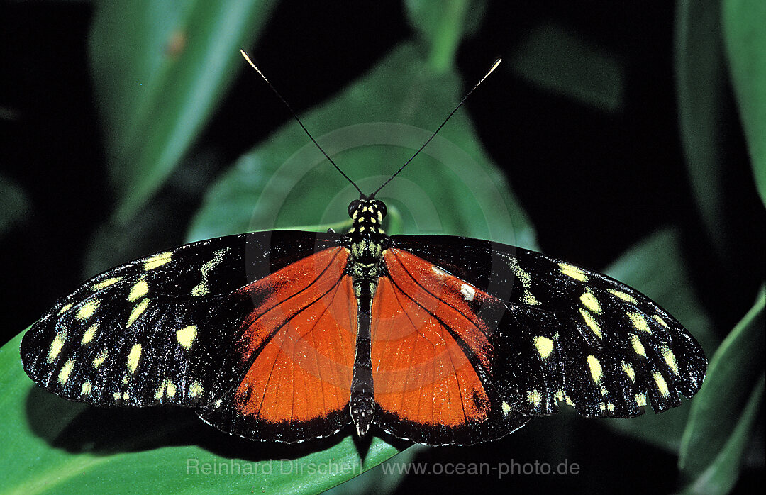 Heliconius Schmetterling, Heliconius hecale, La Paz Waterfall Gardens, Peace Lodge, Costa Rica, Sdamerika