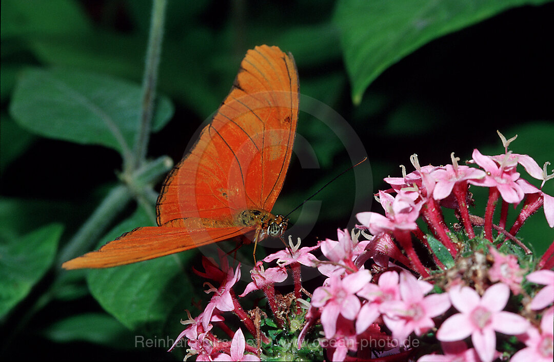 Julia Butterfly, Dryas iulia, La Paz Waterfall Gardens, Peace Lodge, Costa Rica, South america