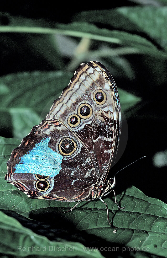 Tropischer Morpho Schmetterling