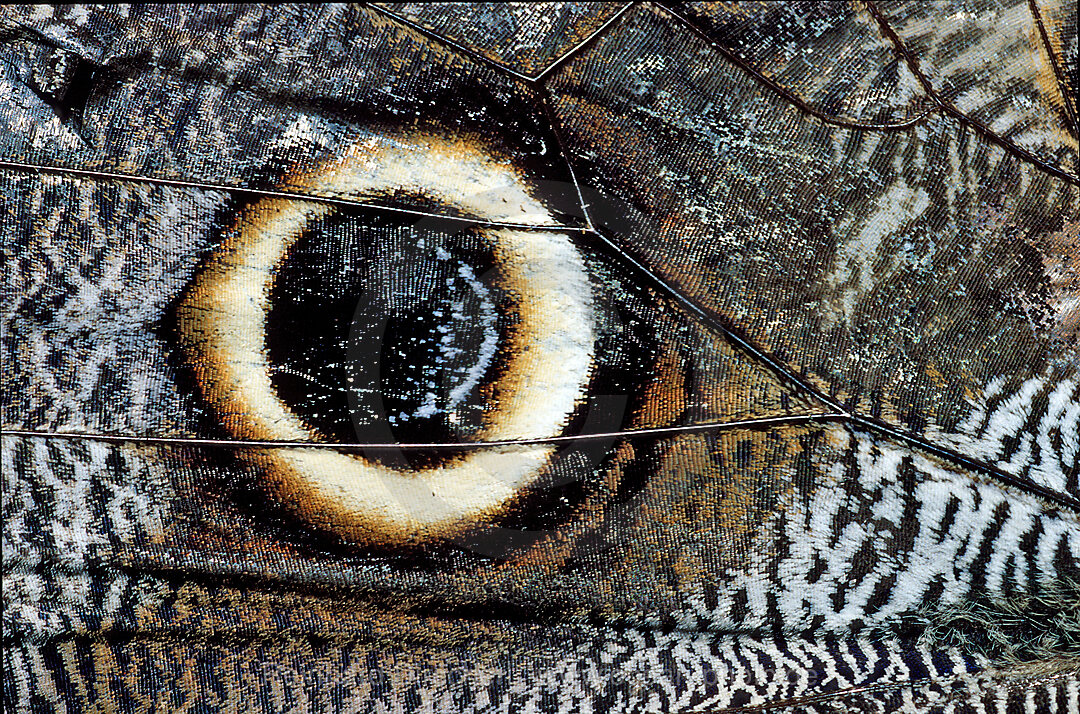 Tropischer Morpho Schmetterling, Fluegeldetail, Auge
