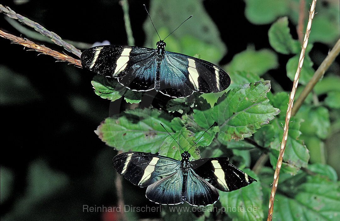 Zwei tropische Schmetterlinge, Schmetterling, La Paz Waterfall Gardens, Peace Lodge, Costa Rica, Sdamerika