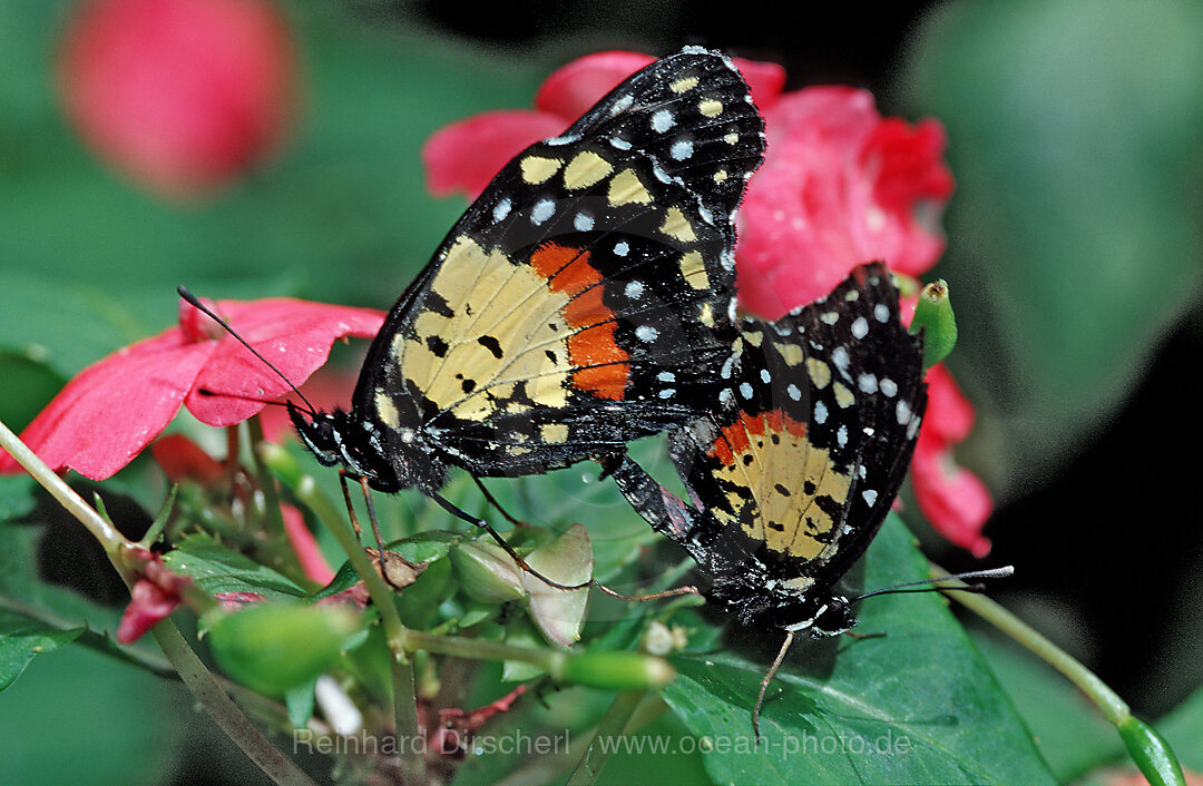 Two mating tropical Butterflies, Butterfly, Sex, La Paz Waterfall Gardens, Peace Lodge, Costa Rica, South america