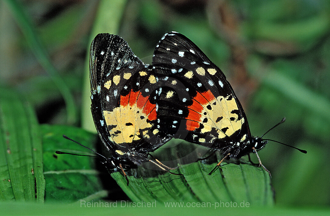 Two mating tropical Butterflies, Butterfly, Sex