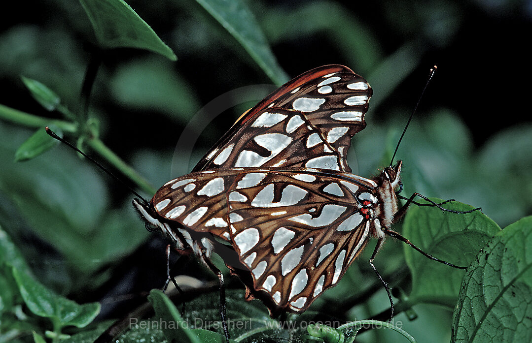 Tropische Schmetterlinge bei der Paarung, Sex