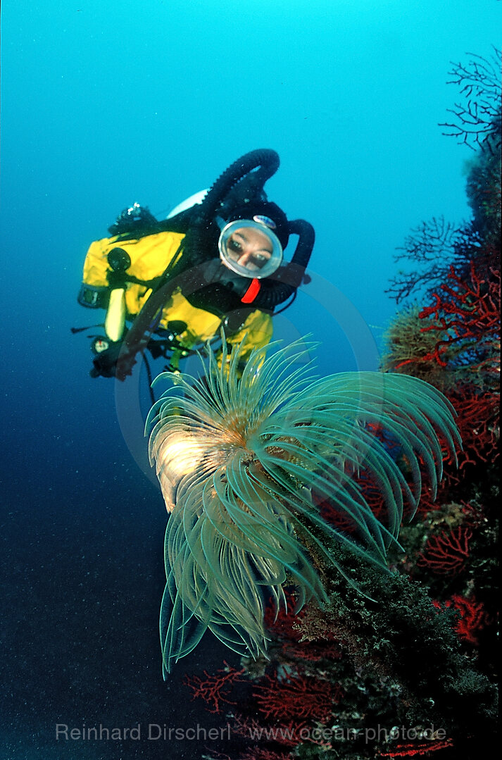 Roehrenwurm und Taucher, Spirographis spallanzani, Mittelmeer, Costa Brava, Spanien