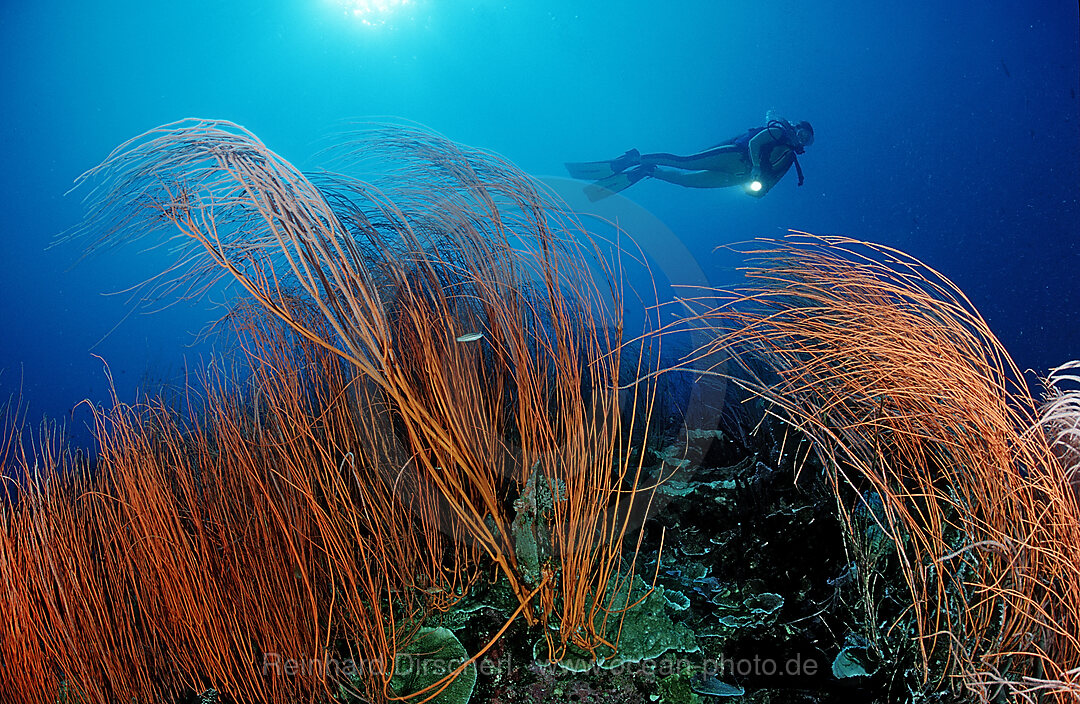 Red sea whip and scuba diver