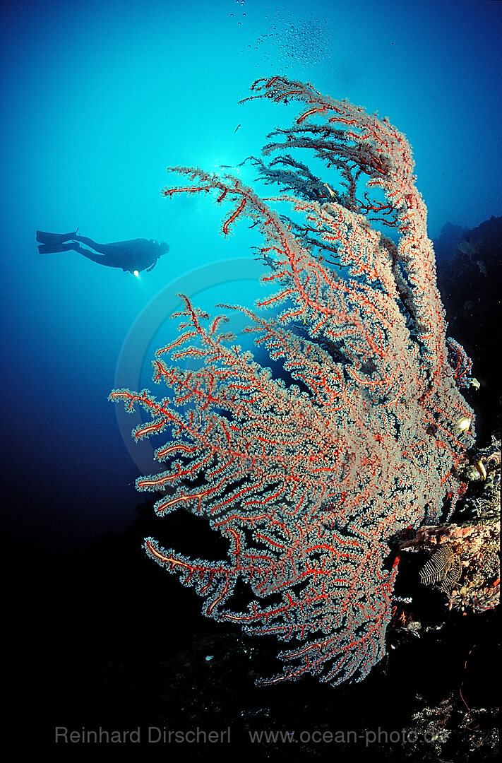 Rote Faecherkoralle und Taucher, gorgonaria, Pacifischer Ozean, Papua Neu Guinea