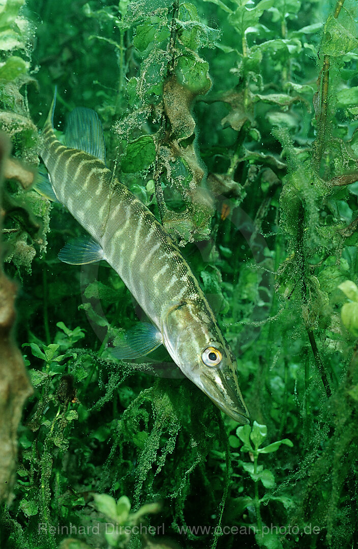 pike