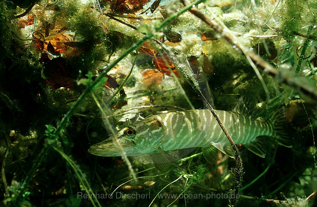 pike