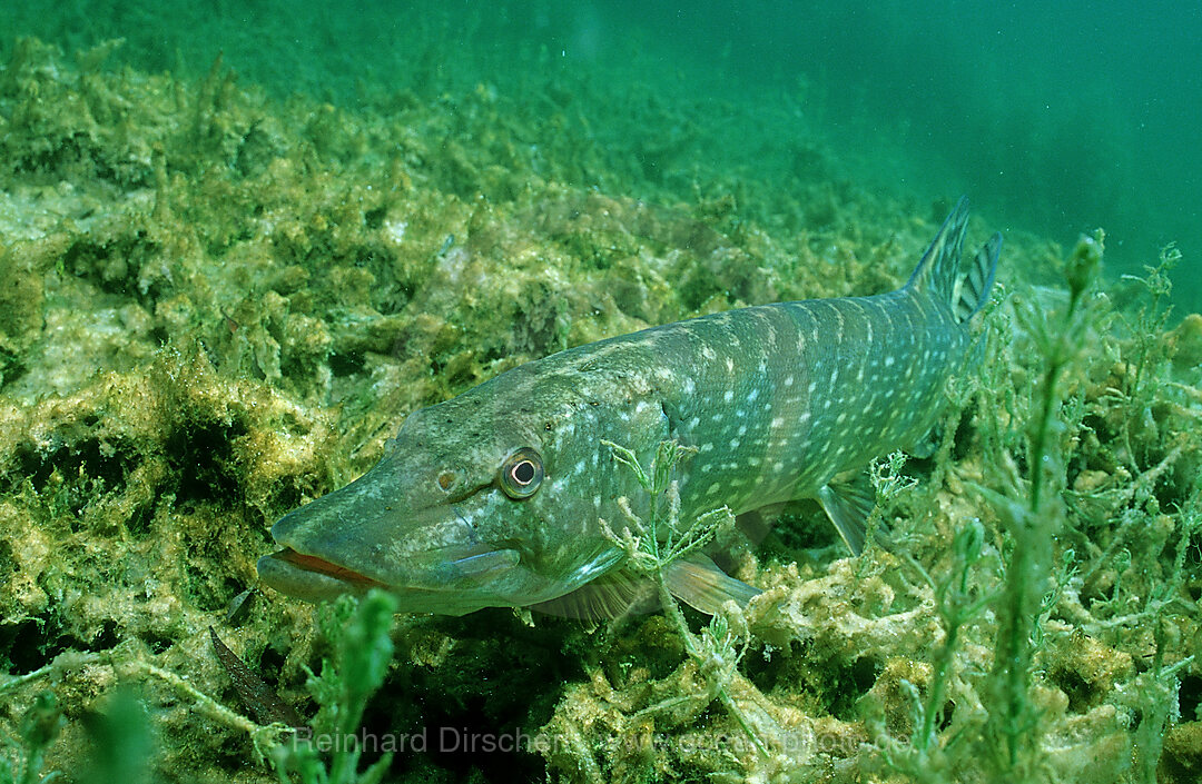 pike