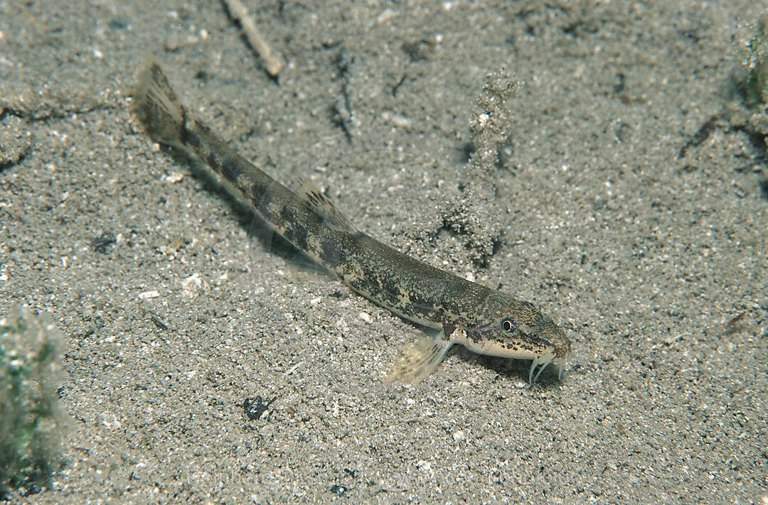 Schmerle