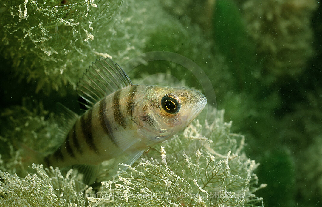 perch