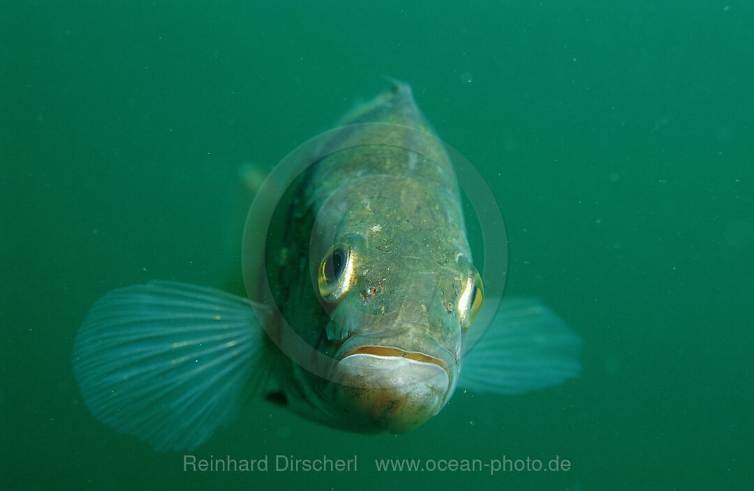 Flussbarsch, Flussbarsch, Perca flluviatilis, Bayern, Deutschland