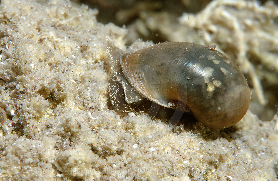 Schlammschnecke
