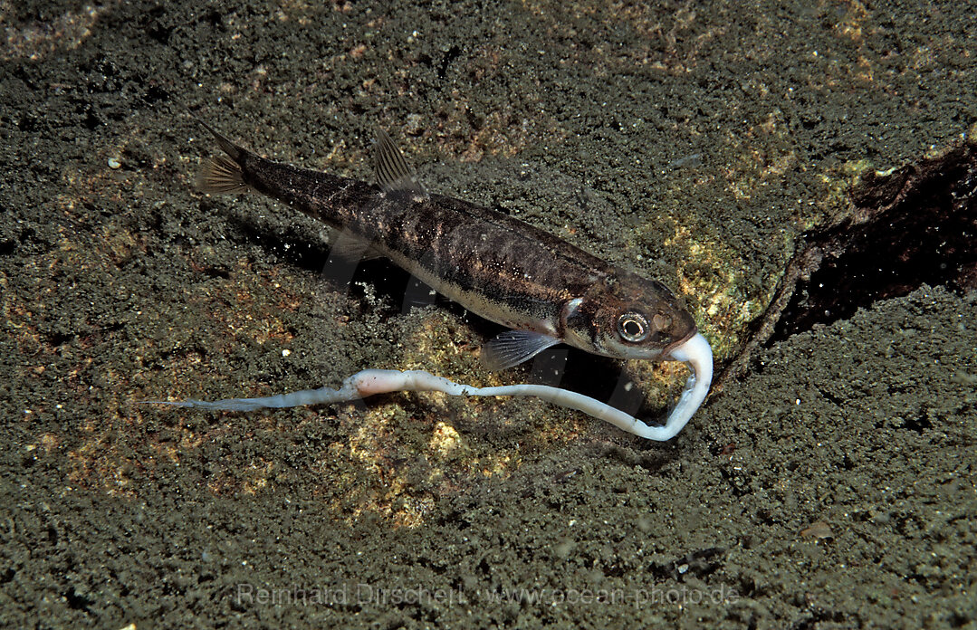 Elritze frisst Wurm
