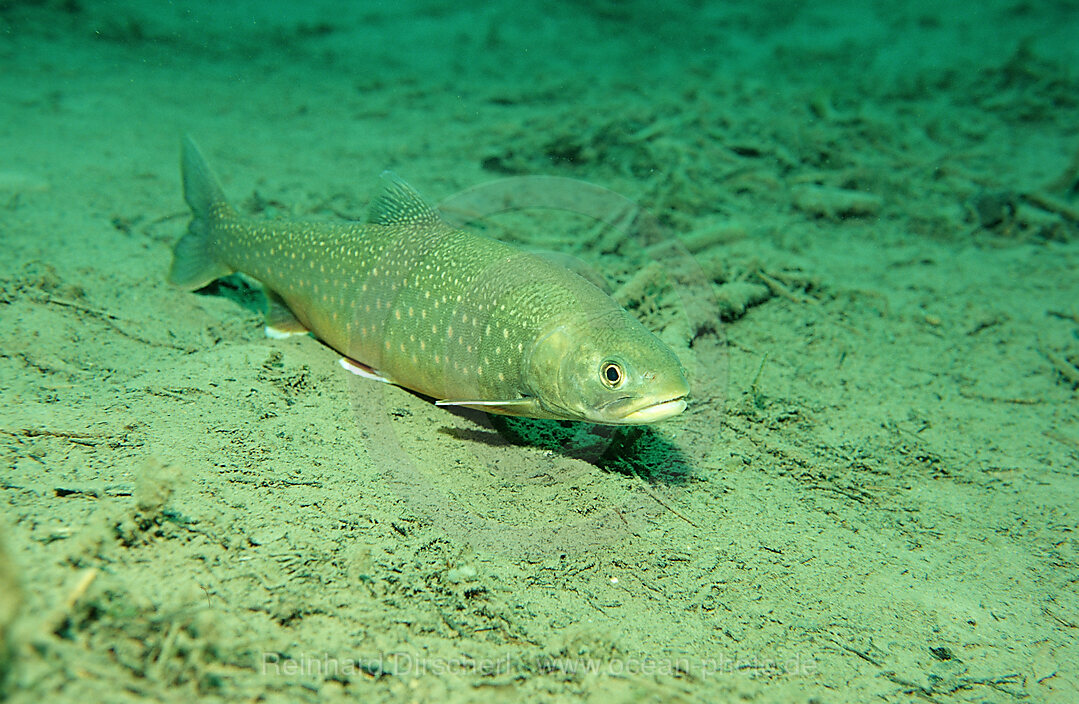 Seesaibling, Salvelinus alpinus, Badersee, Zugspitze, Deutschland