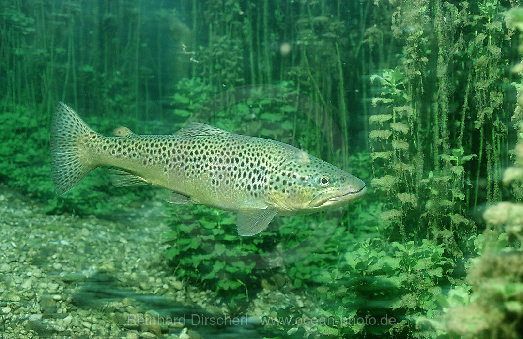 Seeforelle, Salmo trutta, Starnberger See, Deutschland