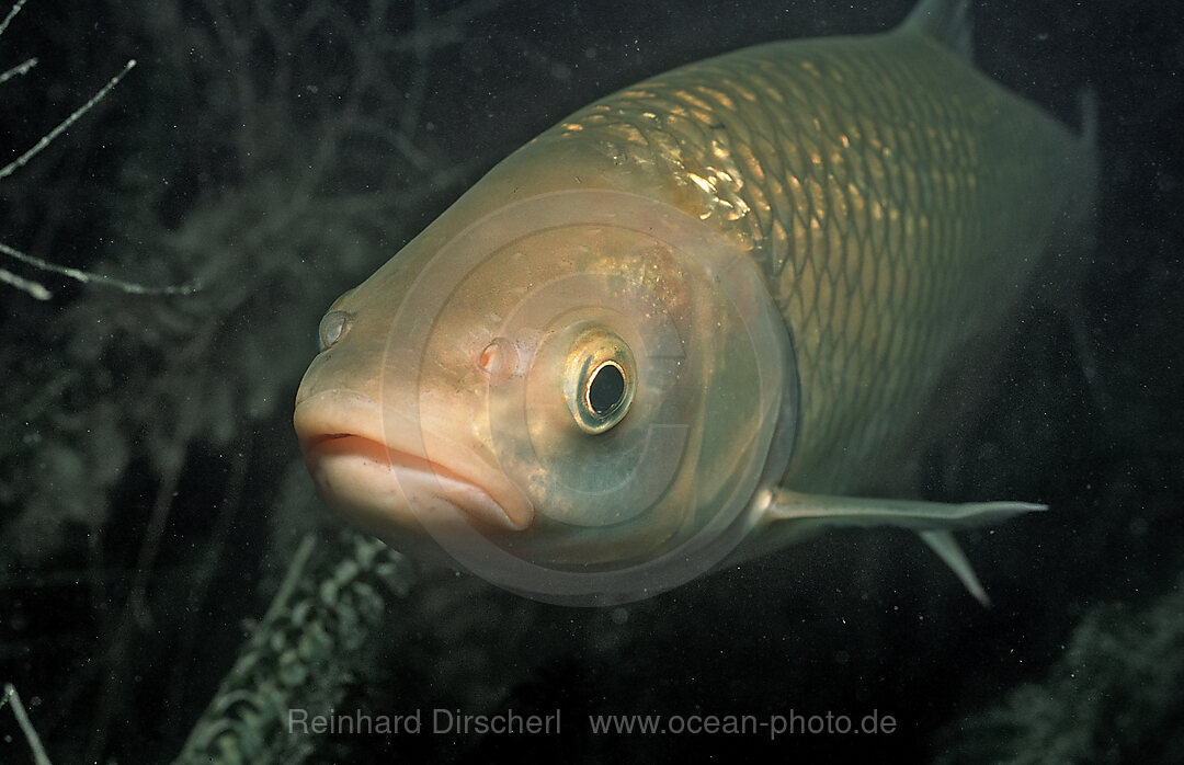 Doebel, Doebel, Aitel, Leuciscus cephalus, Starnberger See, Deutschland