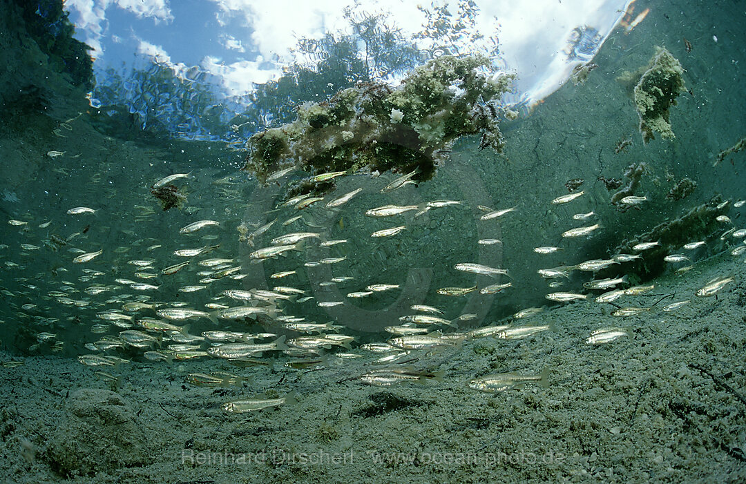 Schooling Minnow, Phoxinus phoxinus, Grundlsee, Austria