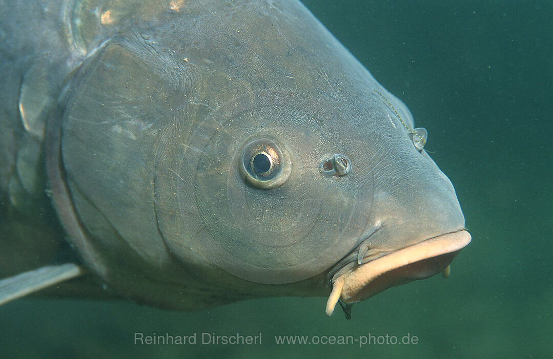 Karpfen, Spiegelkarpfen, Cyprinus carpio, Bayern, Starnberger See, Deutschland