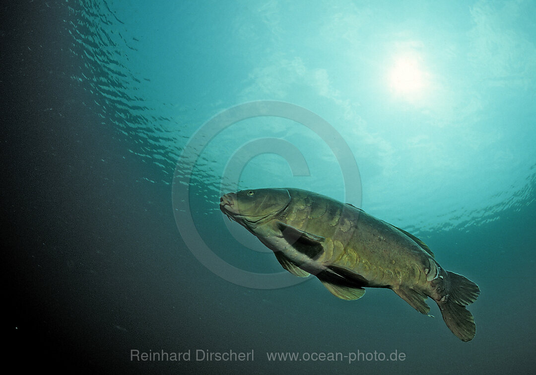 Karpfen, Spiegelkarpfen, Cyprinus carpio, Bayern, Starnberger See, Deutschland