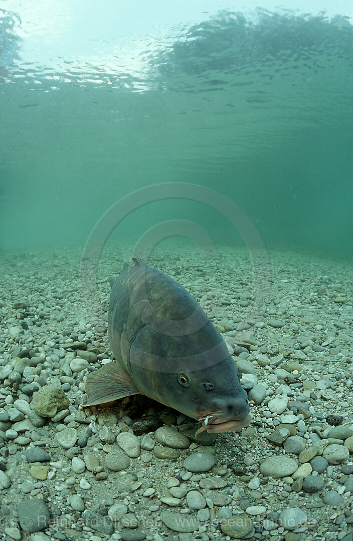 Karpfen, Spiegelkarpfen