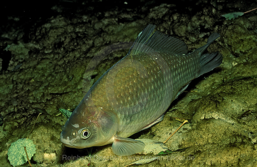 Crucian carp, Carassius carassius, Weiensee, Weissensee, Austria