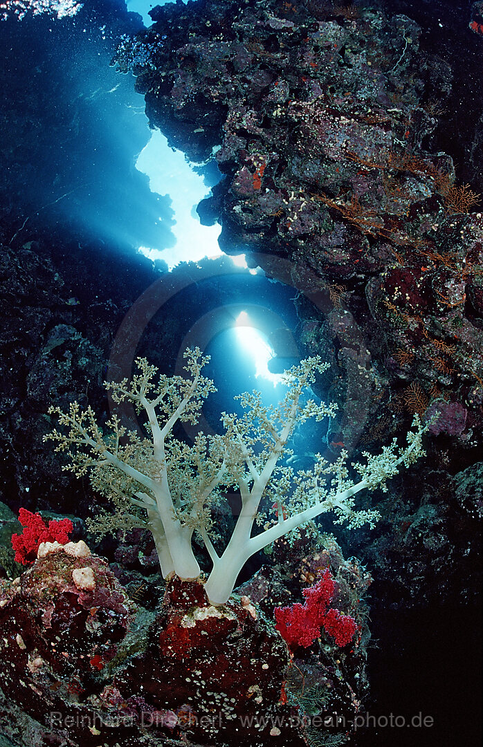 Unterwassergrotte und Weichkorallen, Zabargad, Zabarghad, Rotes Meer, gypten, Aegypten