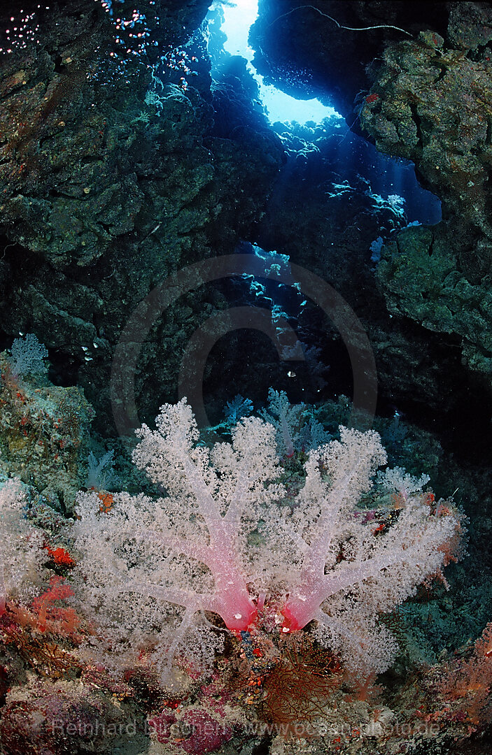 Unterwassergrotte und Weichkorallen