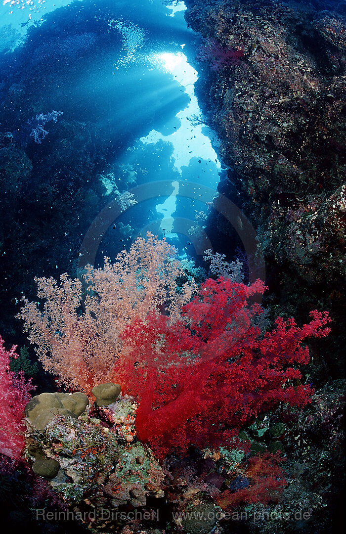 Unterwassergrotte und Weichkorallen