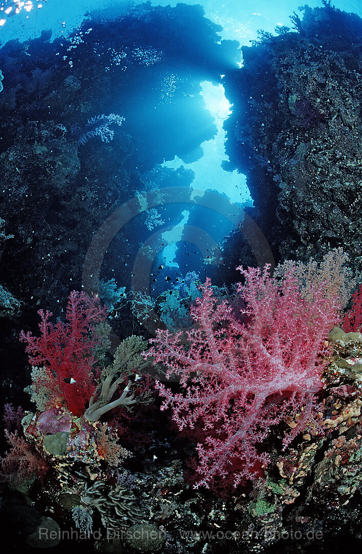 underwater grotto and soft corals